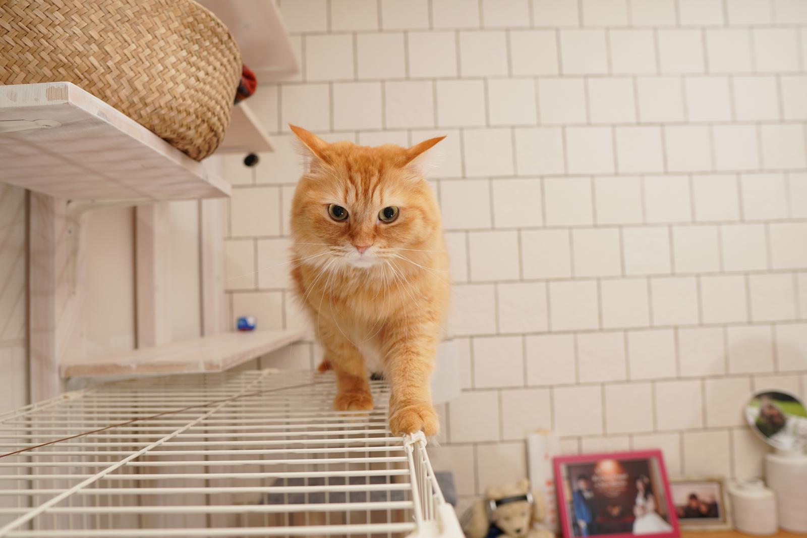 Come misurare la febbre al gatto?