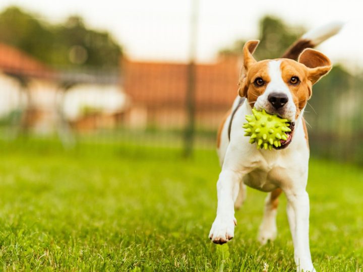 Come non far abbaiare il cane di notte?