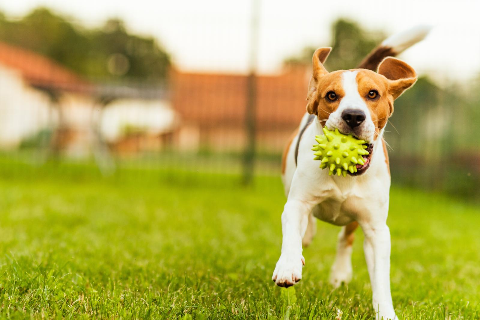 Come non far abbaiare il cane di notte?