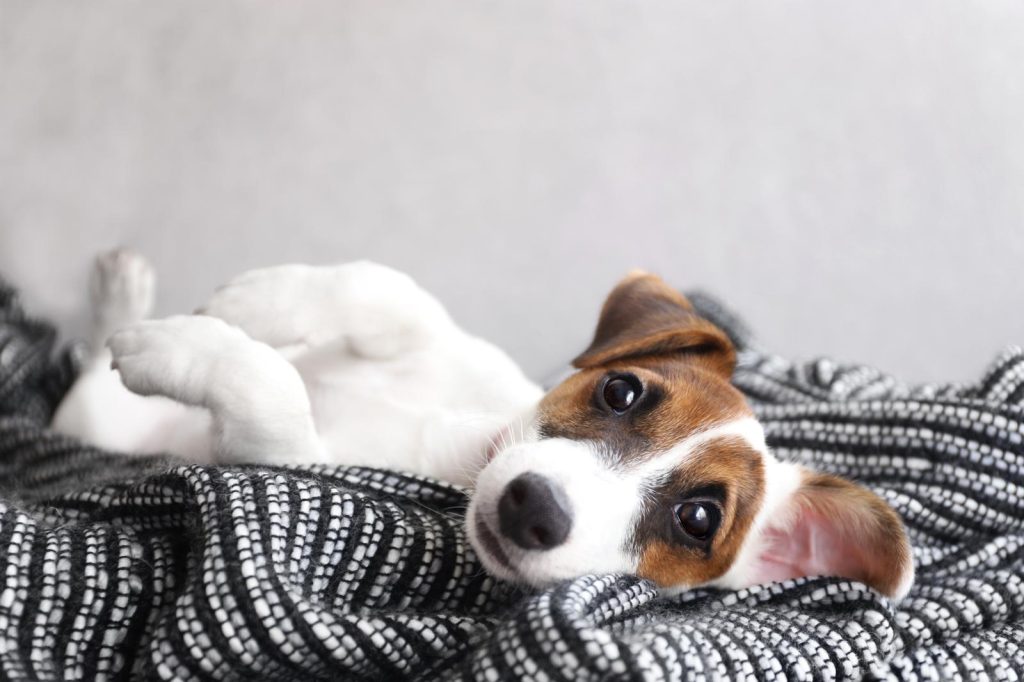Come non far abbaiare il cane in passeggiata
