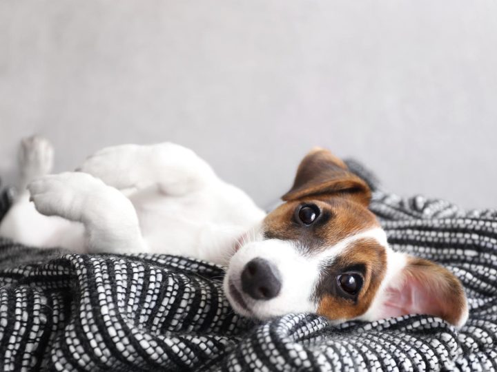 Come non far abbaiare il cane in passeggiata?