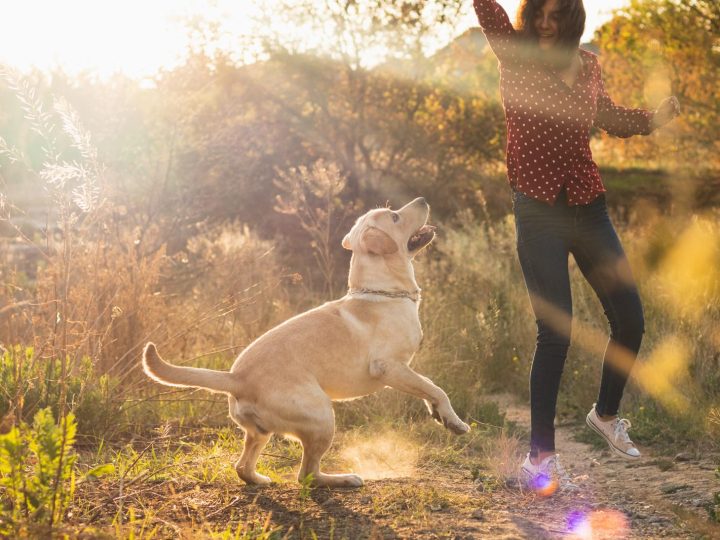 Come non far salire il cane sul divano?