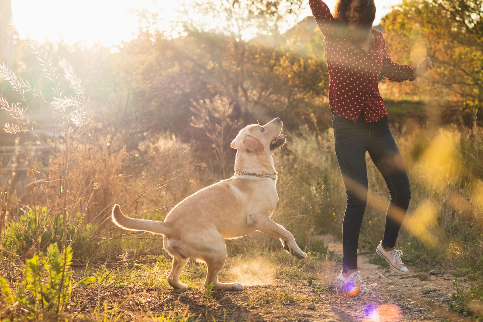 Come non far salire il cane sul divano?