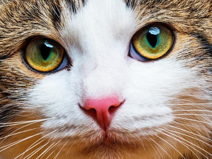 Come non far scappare il gatto dal giardino?