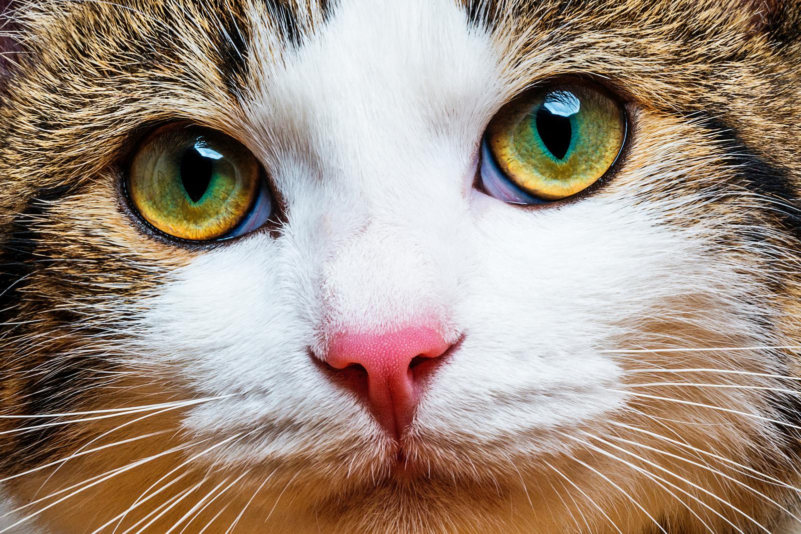 Come non far scappare il gatto dal giardino?