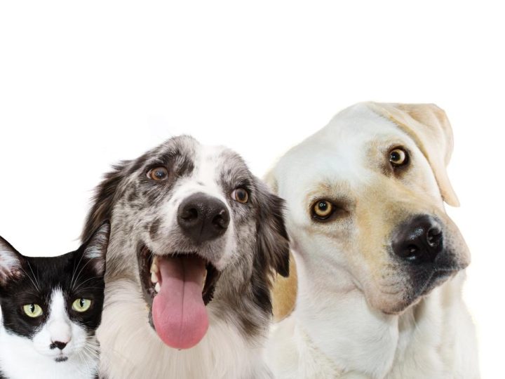 Come portare il cane in aereo?