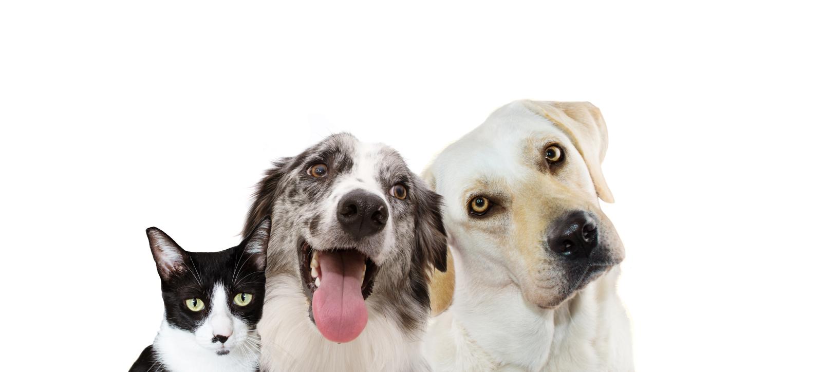 Come portare il cane in aereo?
