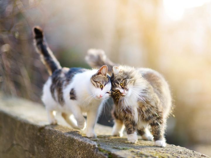 Come prendere in braccio un gatto?