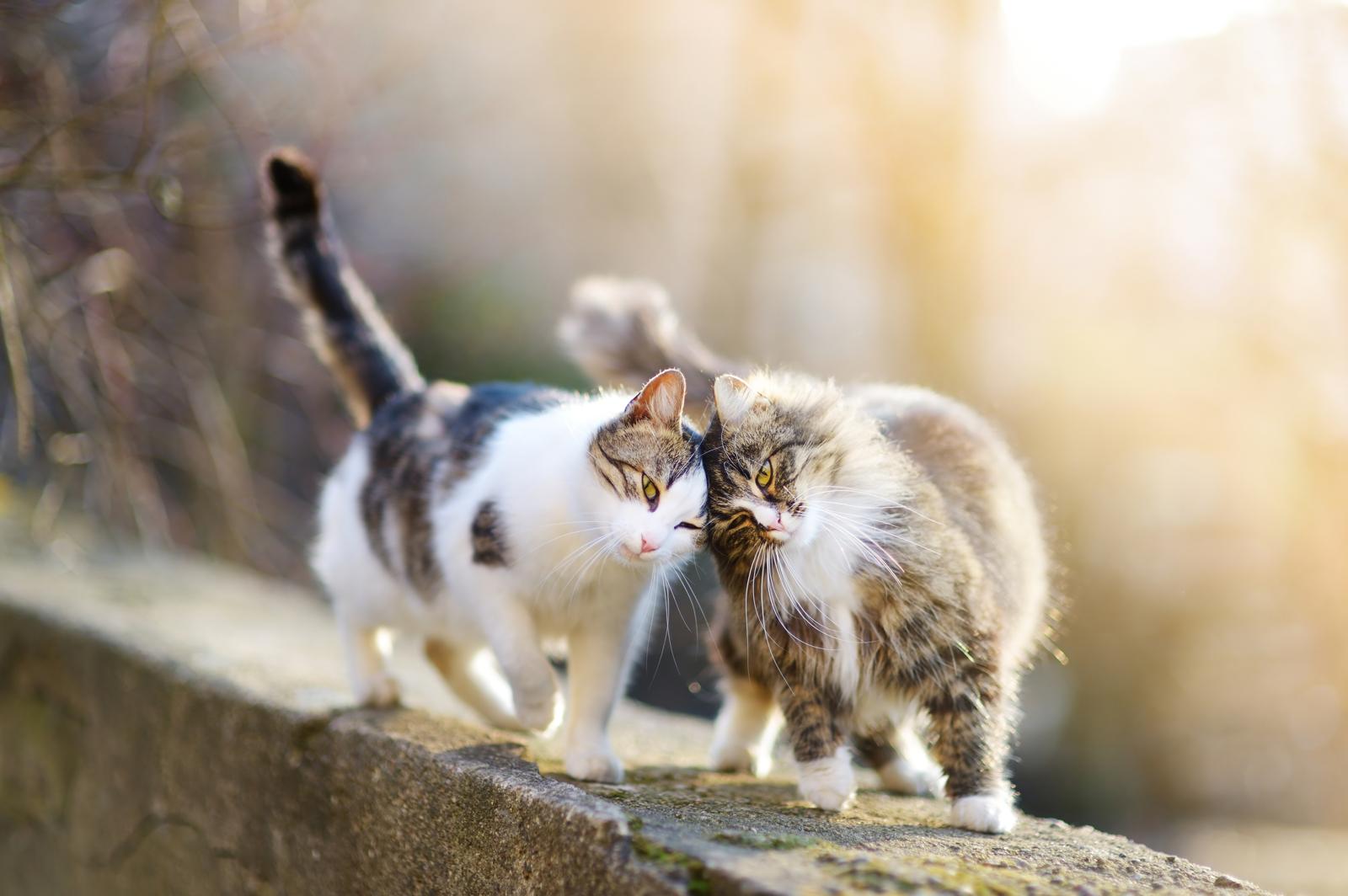 Come prendere in braccio un gatto?