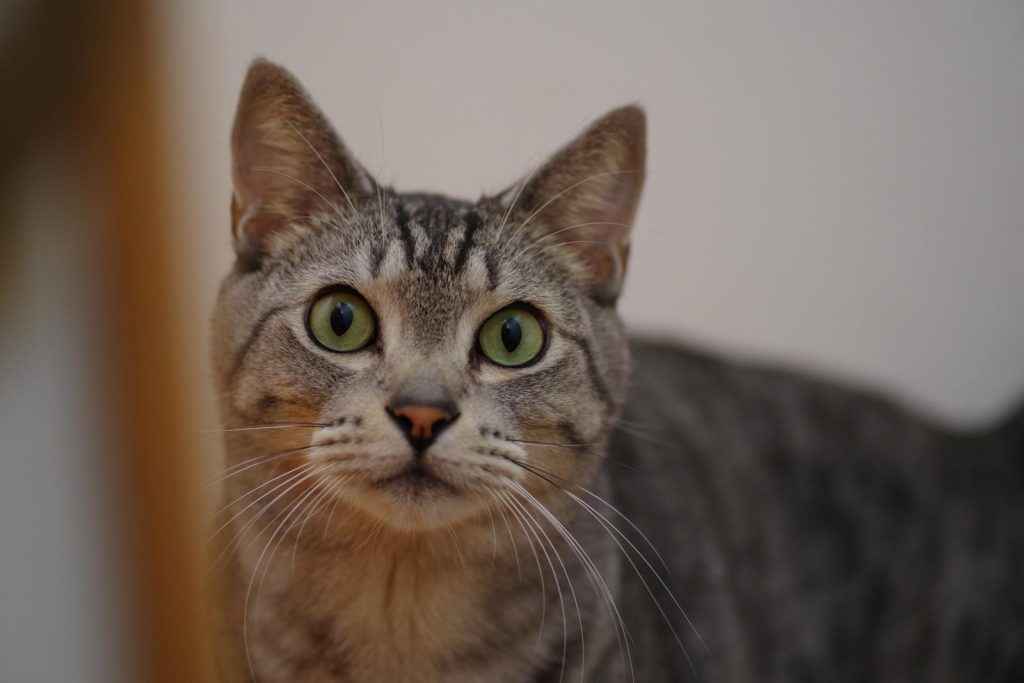 Come prendere un gatto randagio