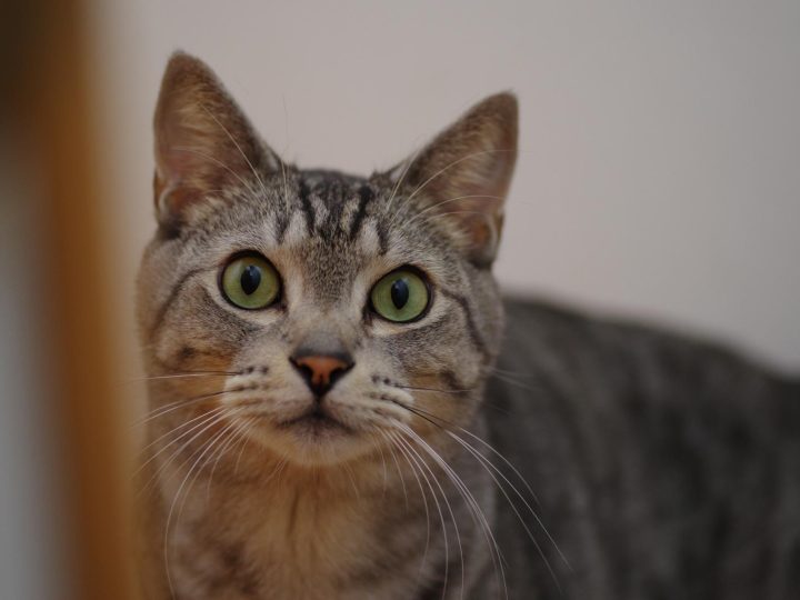 Come prendere un gatto randagio?