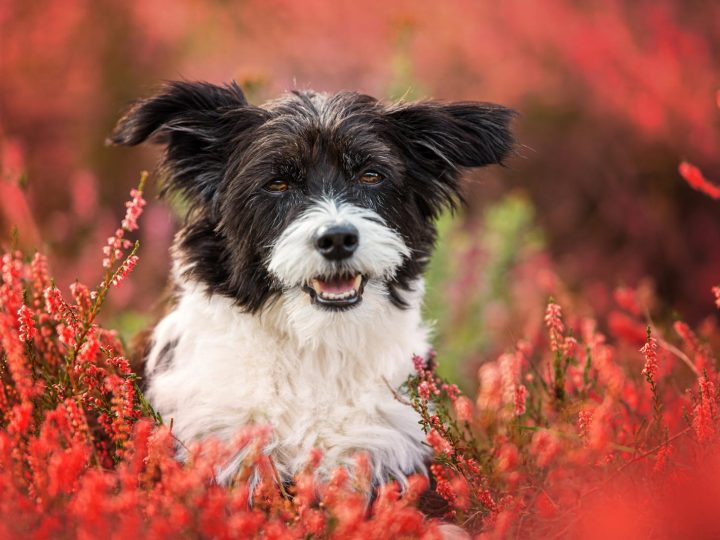 Come profumare il cane senza lavarlo?