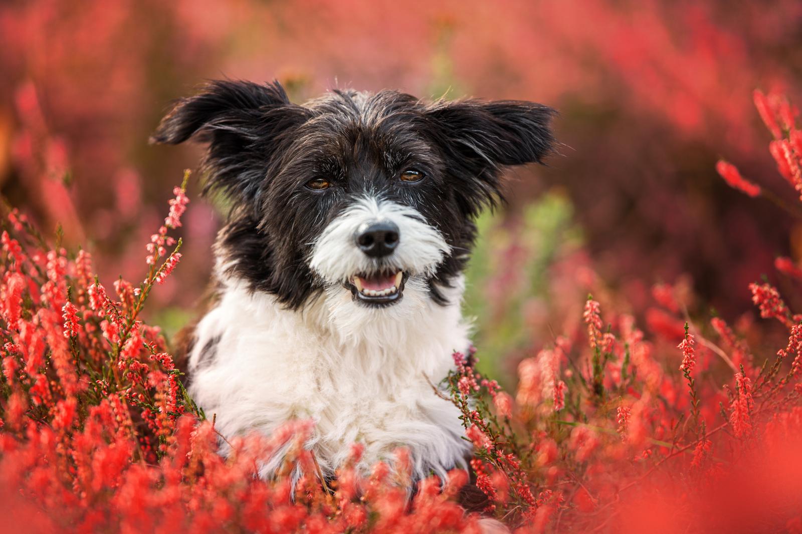 Come profumare il cane senza lavarlo?