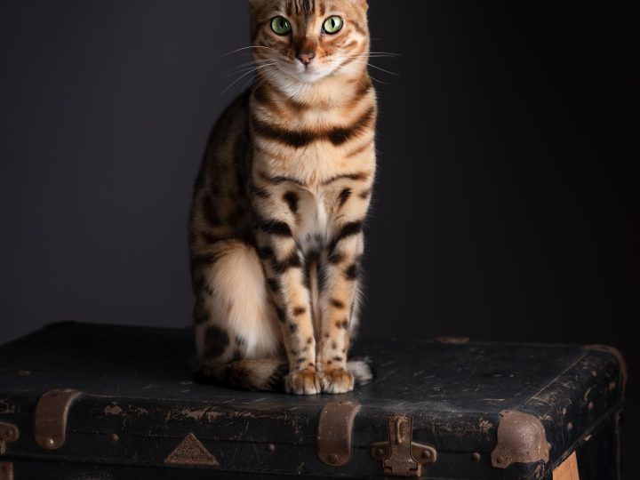 Come pulire gli occhi al gatto?