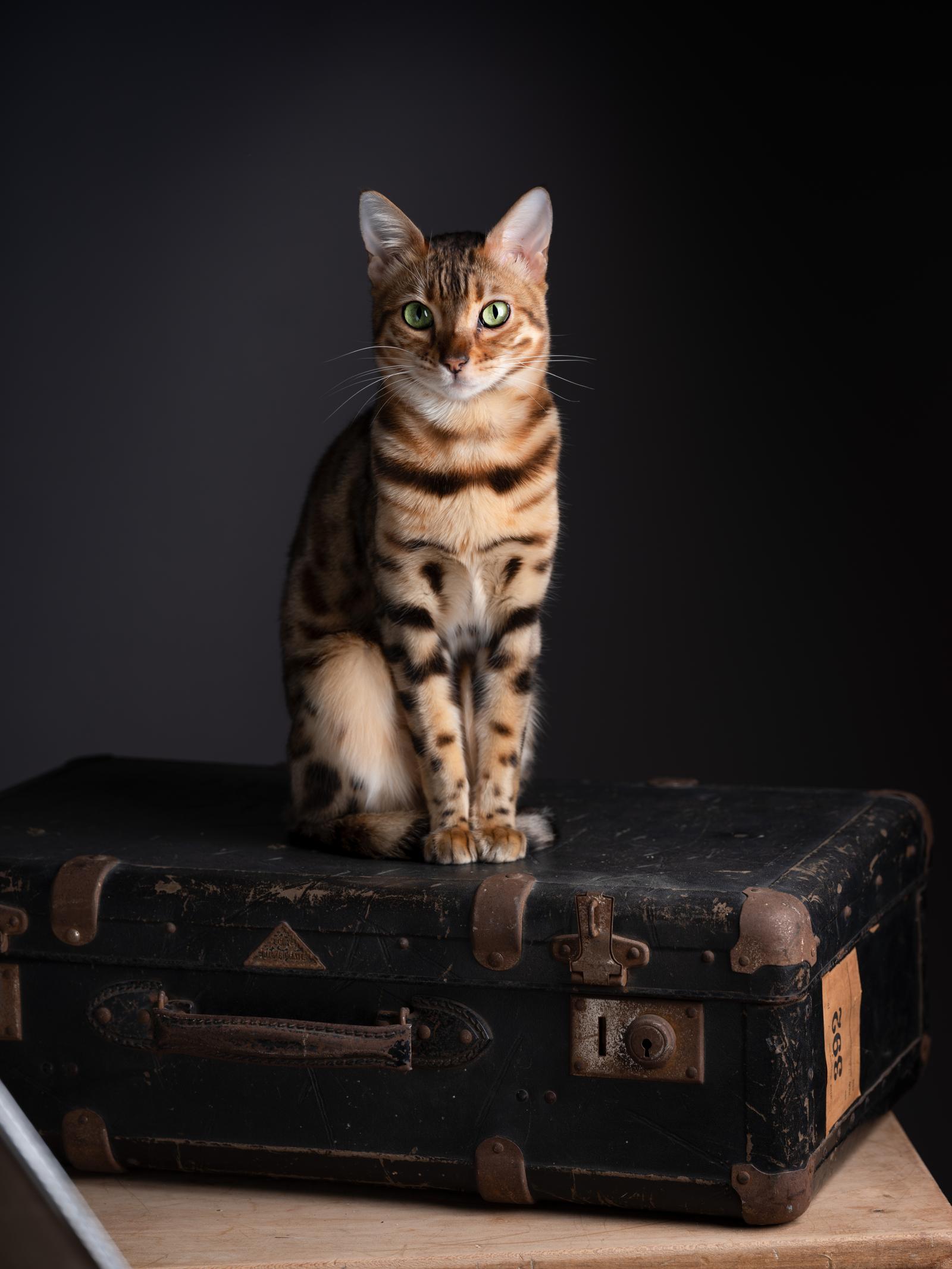 Come pulire gli occhi al gatto?