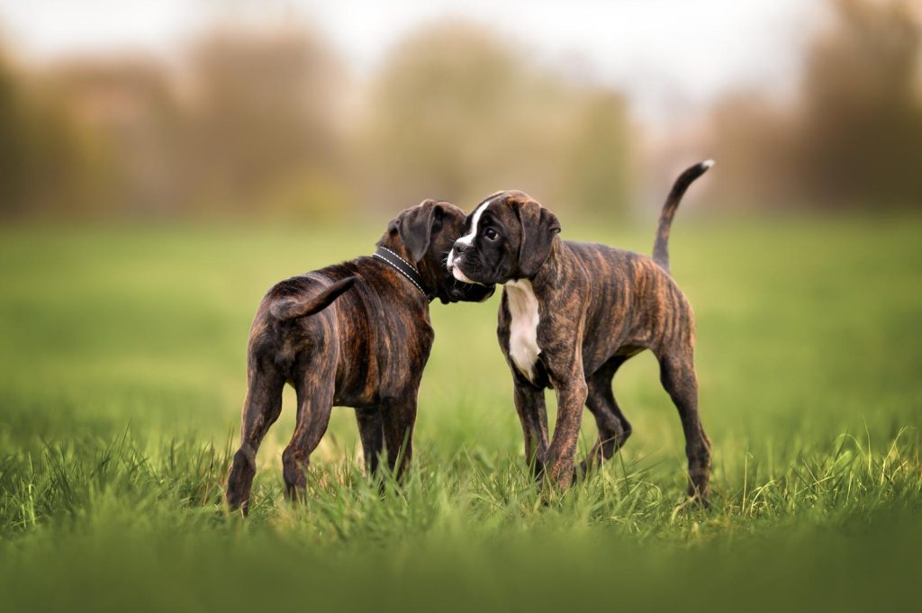 Come pulire il cane senza lavarlo