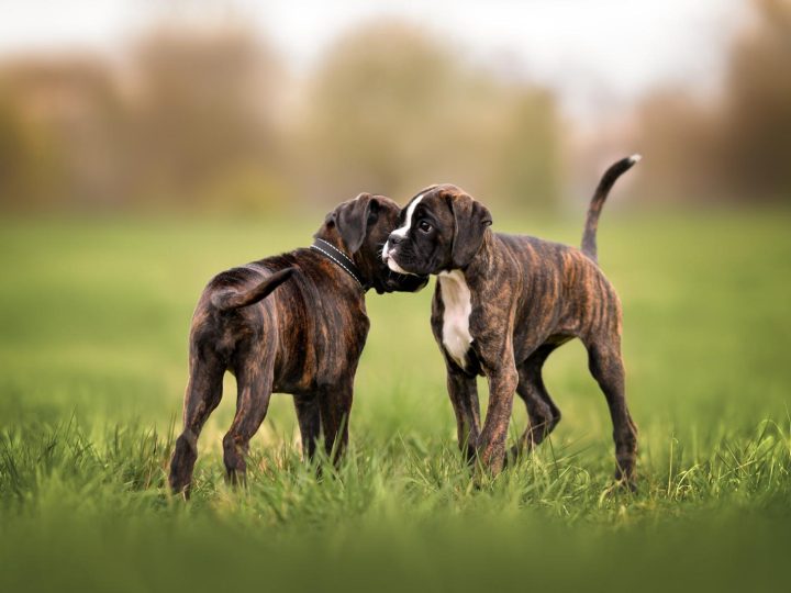 Come pulire il cane senza lavarlo?