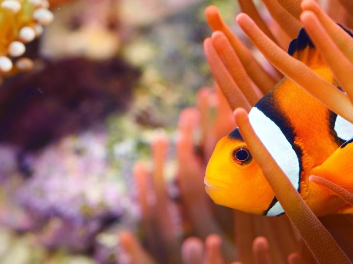 Come pulire l’acquario?