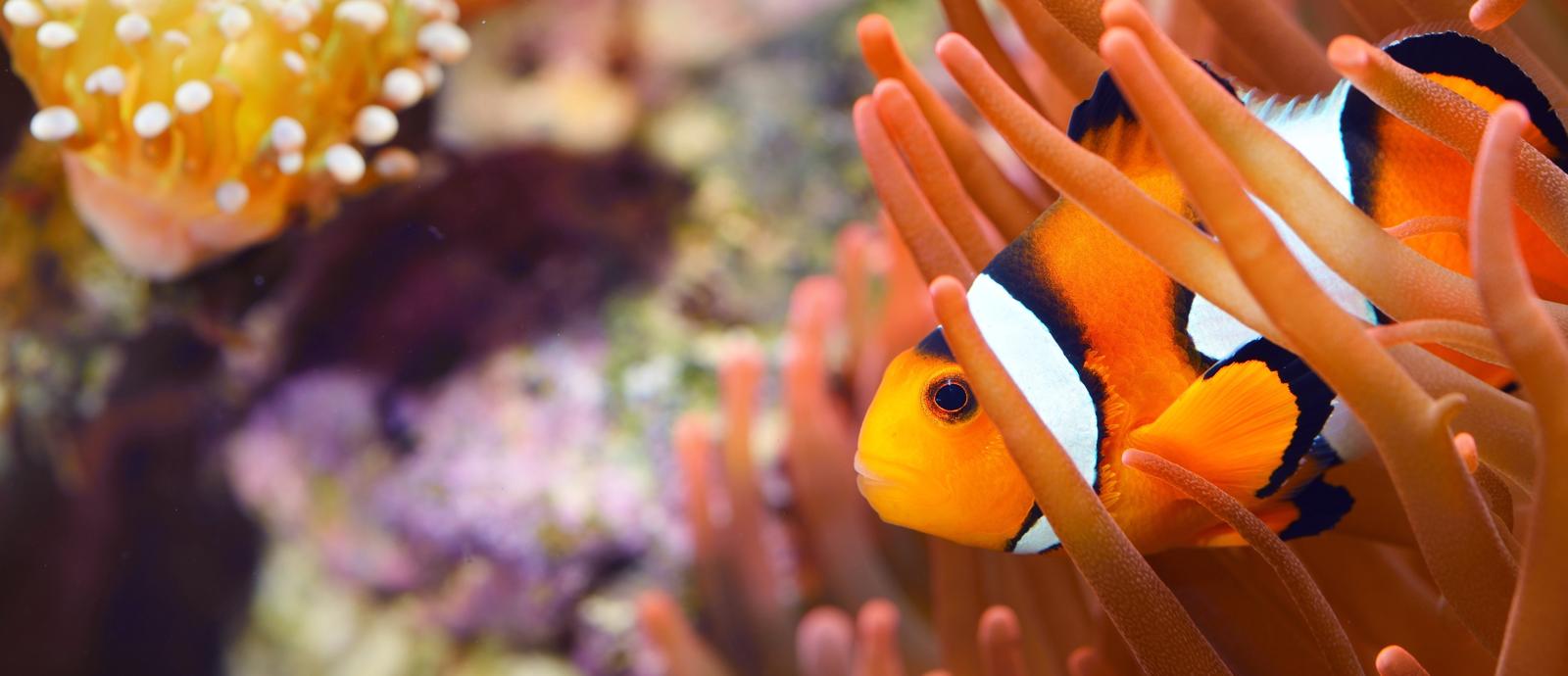 Come pulire l’acquario?