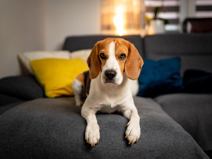 Come pulire le orecchie al cane?
