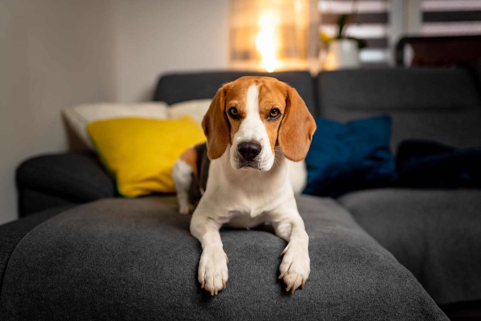 Come pulire le orecchie al cane?