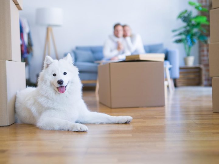 Come pulire le zampe del cane?