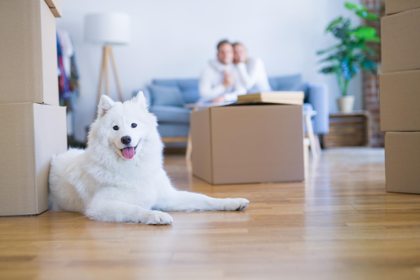 Come pulire le zampe del cane?