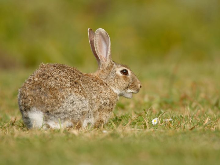 Come pulire un coniglio sporco di cacca?