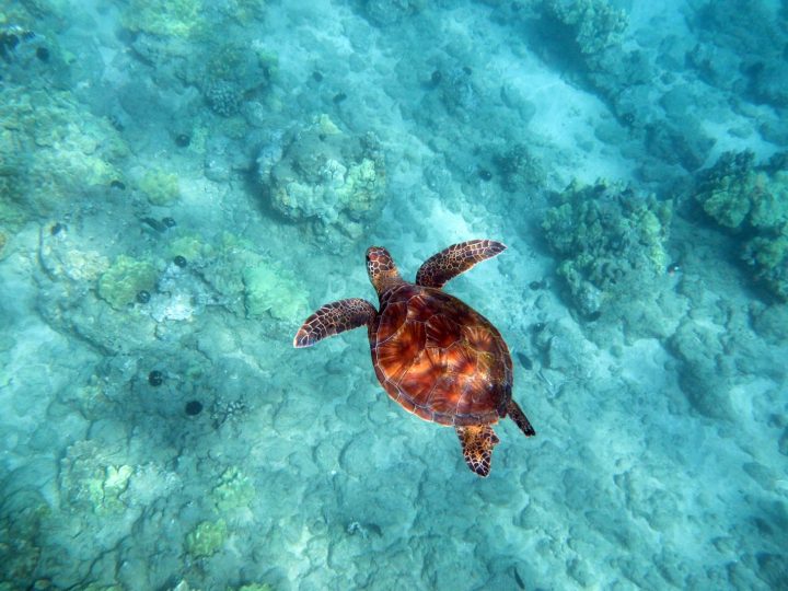 Come respirano le tartarughe?