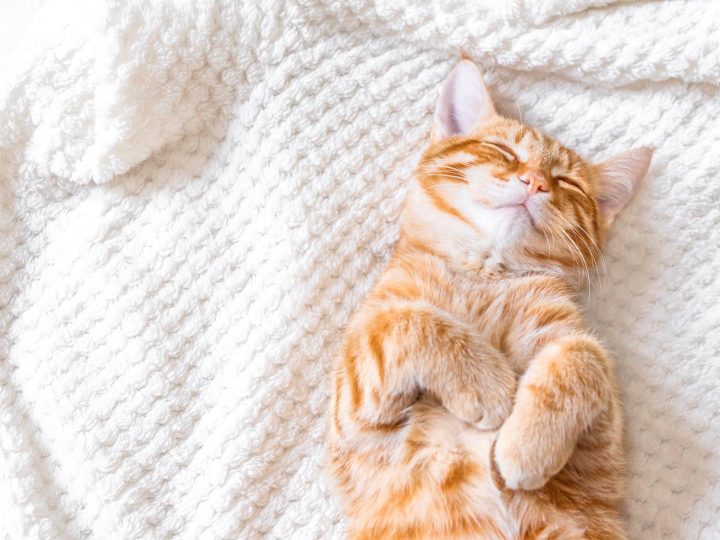 Come richiamare il gatto?