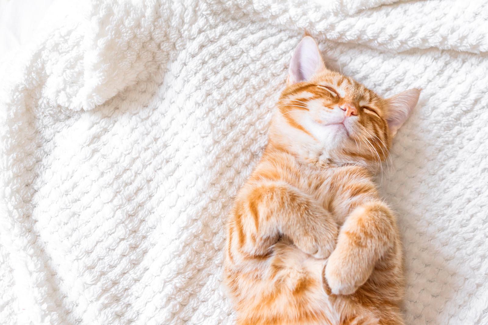 Come richiamare il gatto?