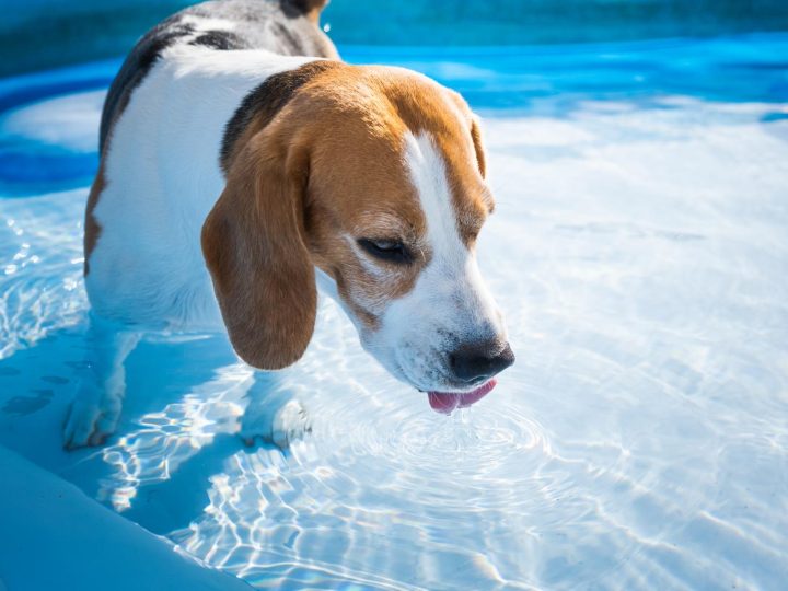 Come riscaldare la cuccia del cane?