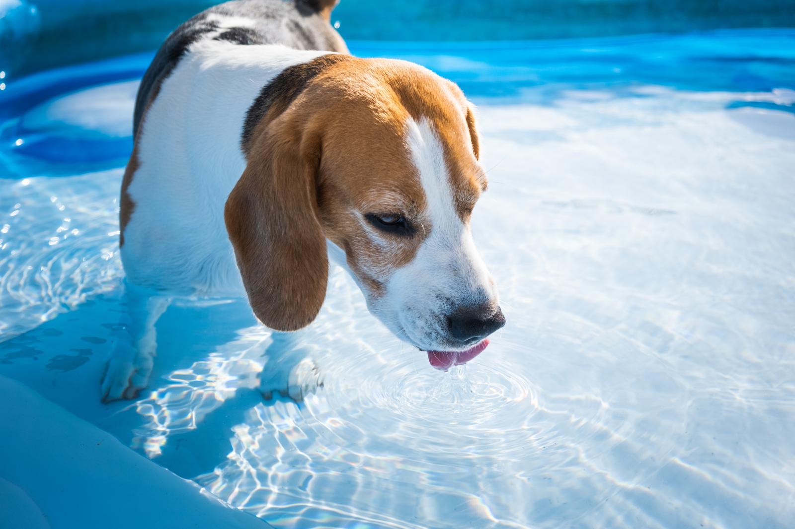 Come riscaldare la cuccia del cane?