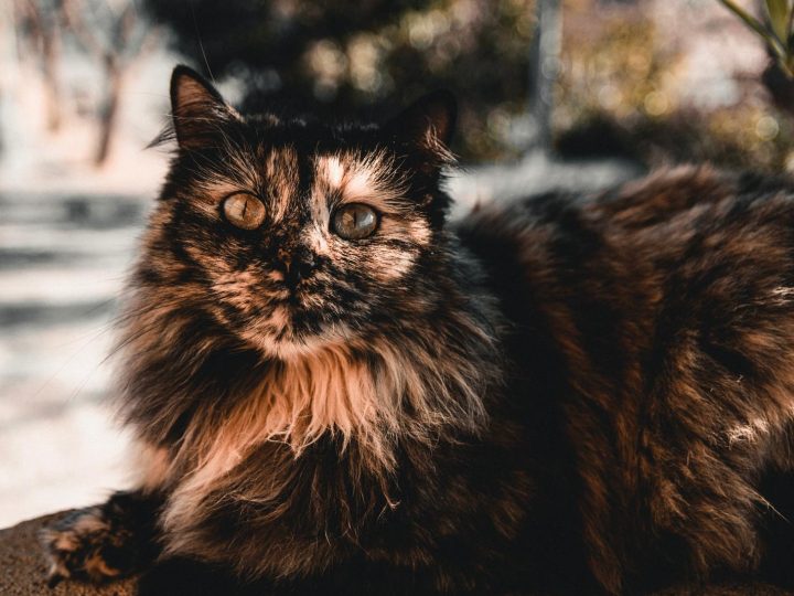 Come ritrovare un gatto?