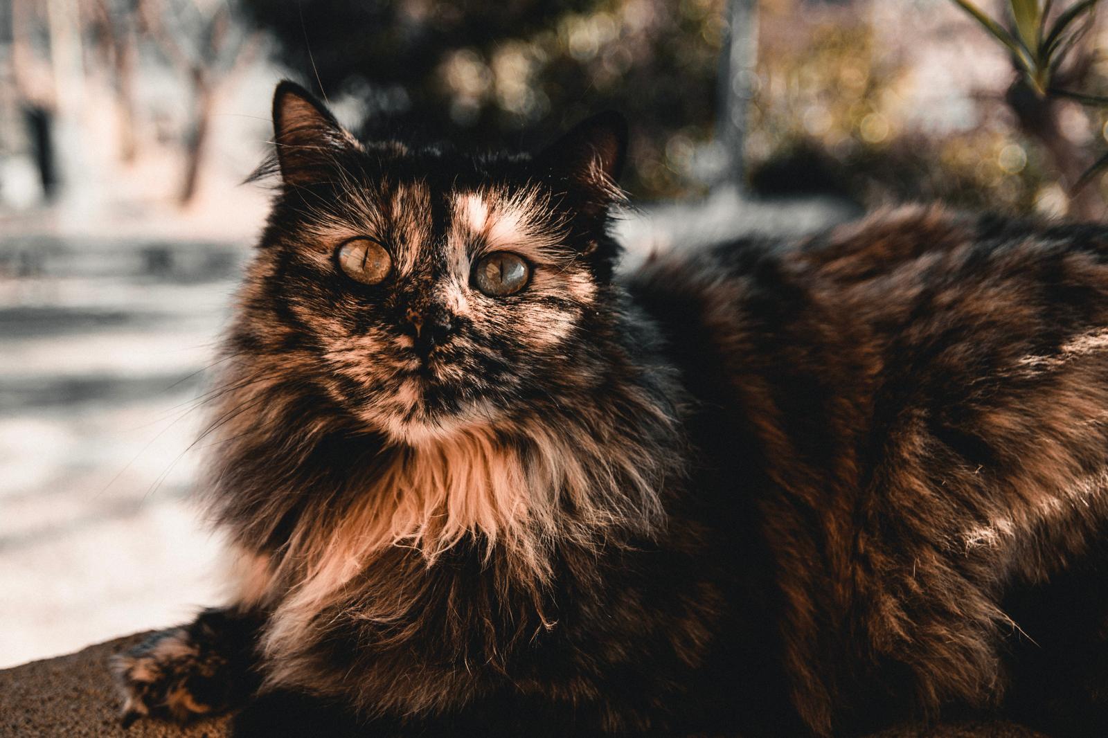 Come ritrovare un gatto?