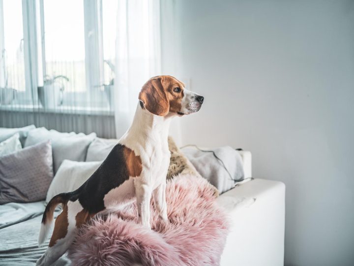 Come scegliere un cane?