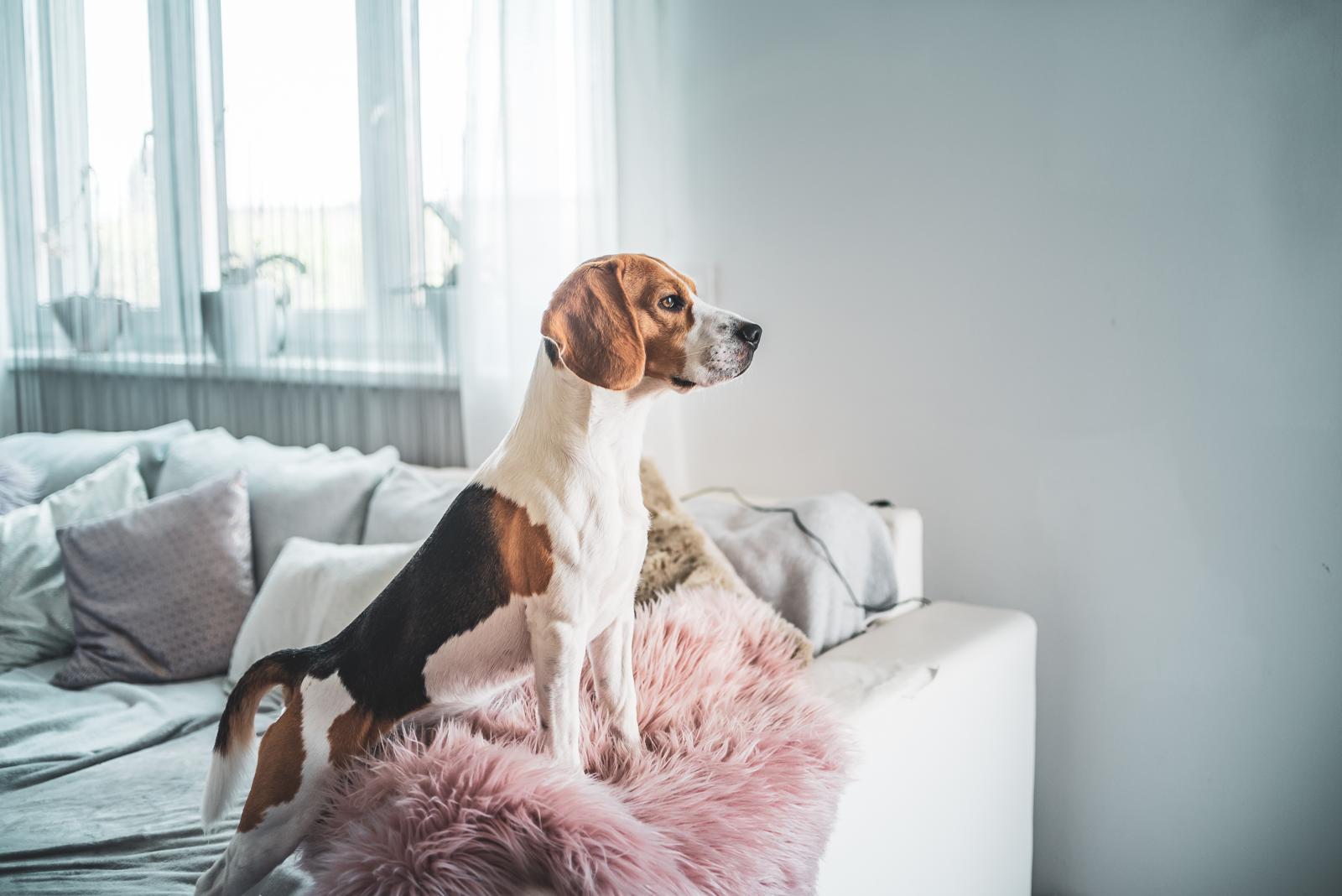 Come scegliere un cane?