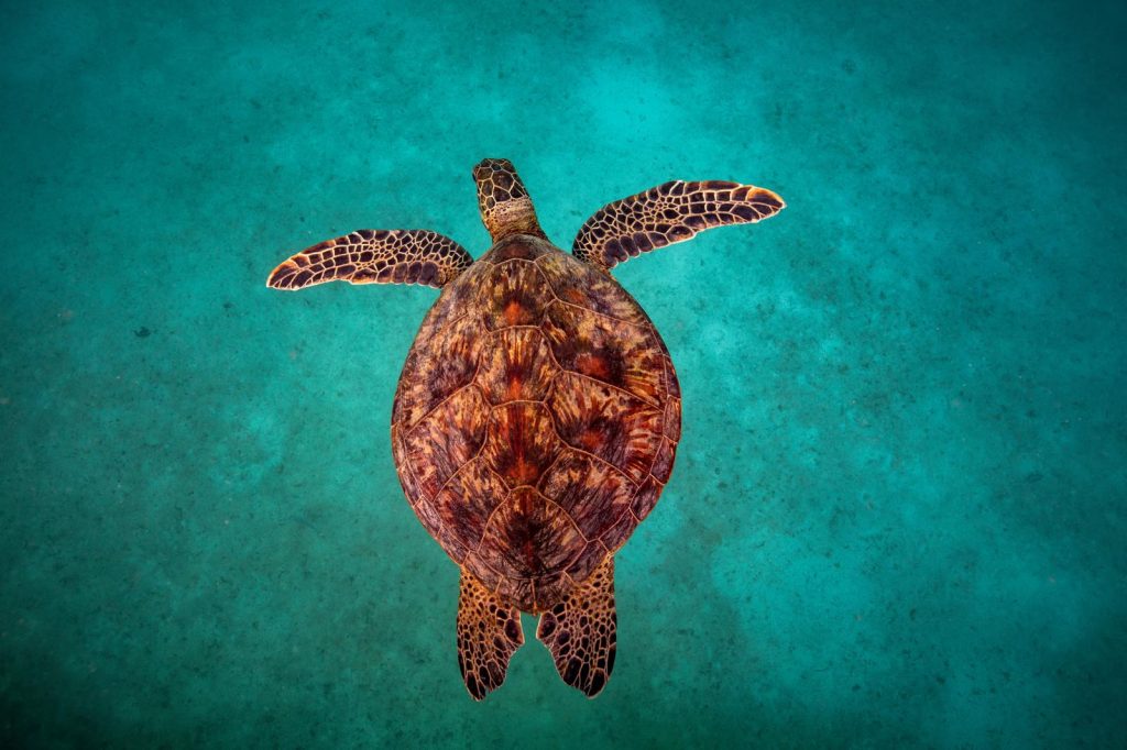 Come si chiama il guscio della tartaruga