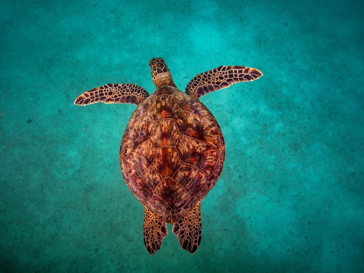 Come si chiama il guscio della tartaruga?