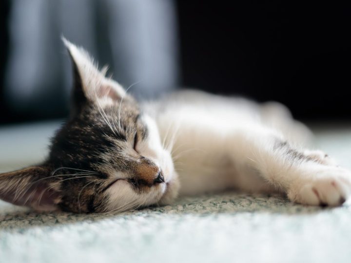 Come si sterilizza un gatto?