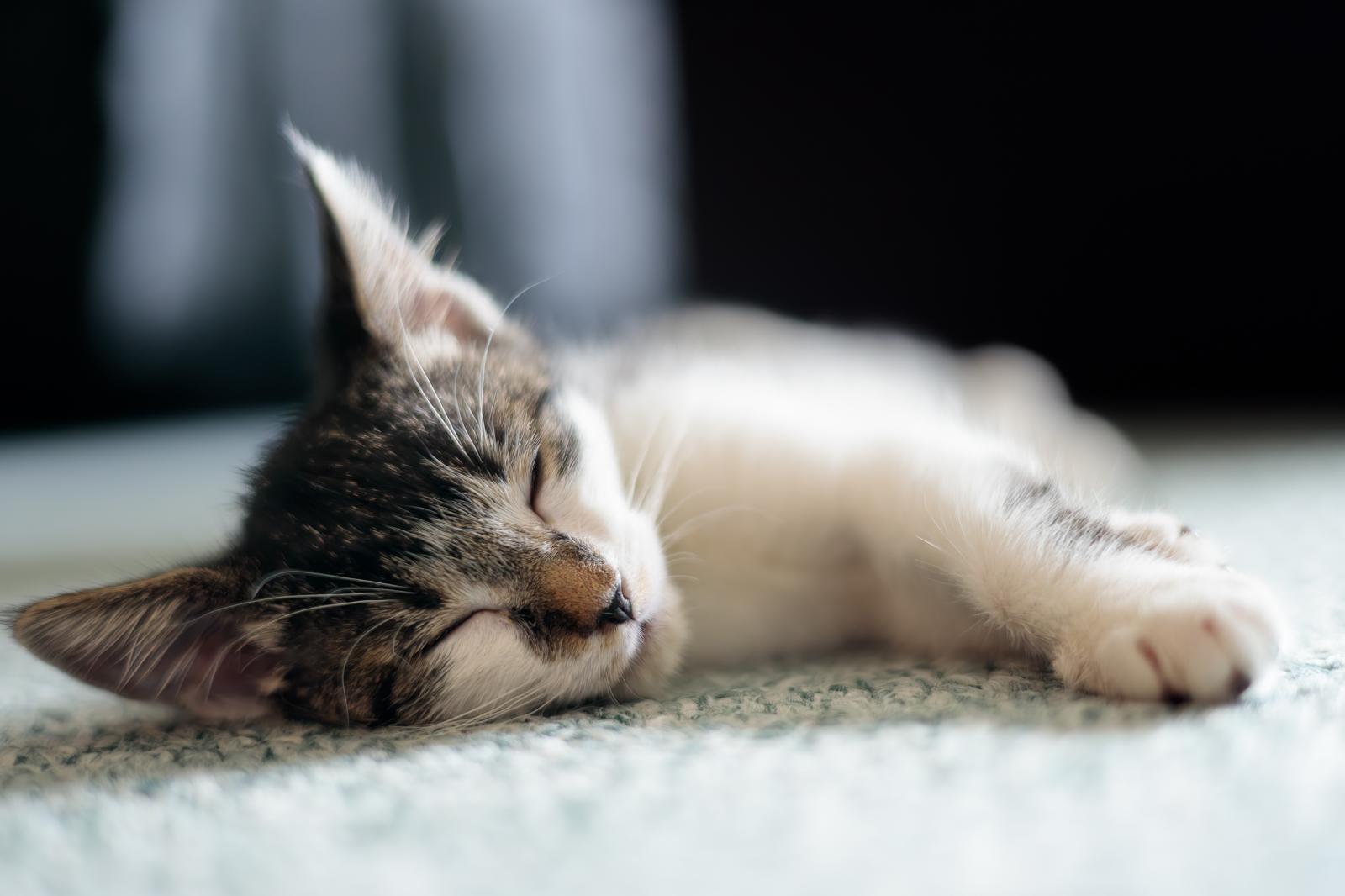 Come si sterilizza un gatto?