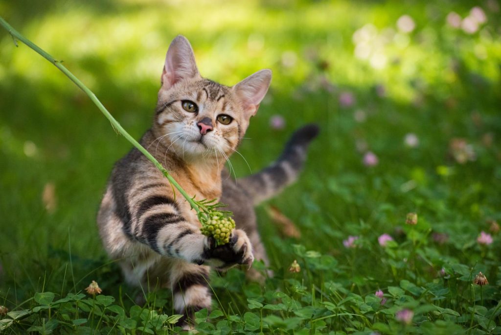 Come spazzolare il gatto