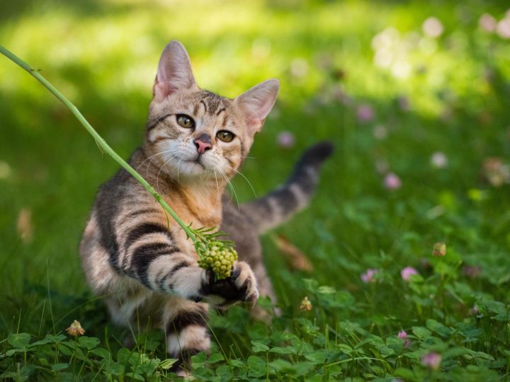 Come spazzolare il gatto?