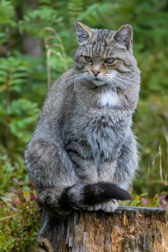 Come togliere i peli del gatto dai vestiti