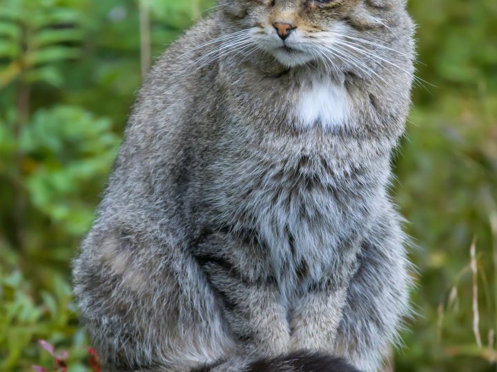 Come togliere i peli del gatto dai vestiti?