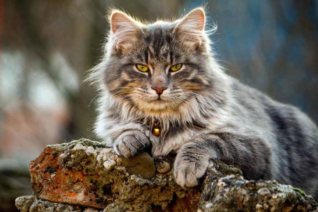 Come togliere i peli del gatto in lavatrice