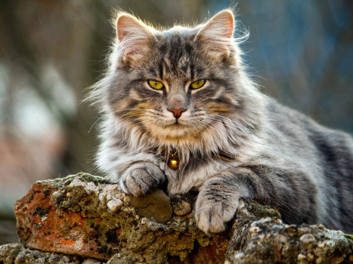 Come togliere i peli del gatto in lavatrice?