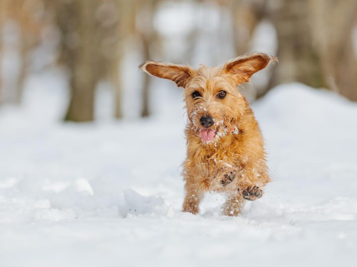 Come togliere il tartaro dai denti del cane?