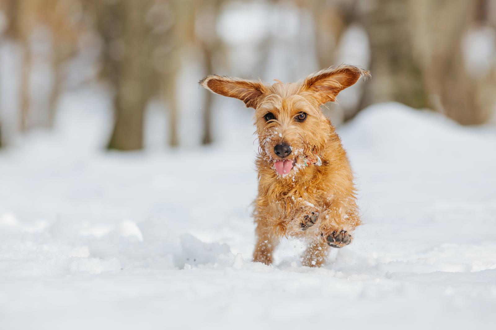 Come togliere il tartaro dai denti del cane?