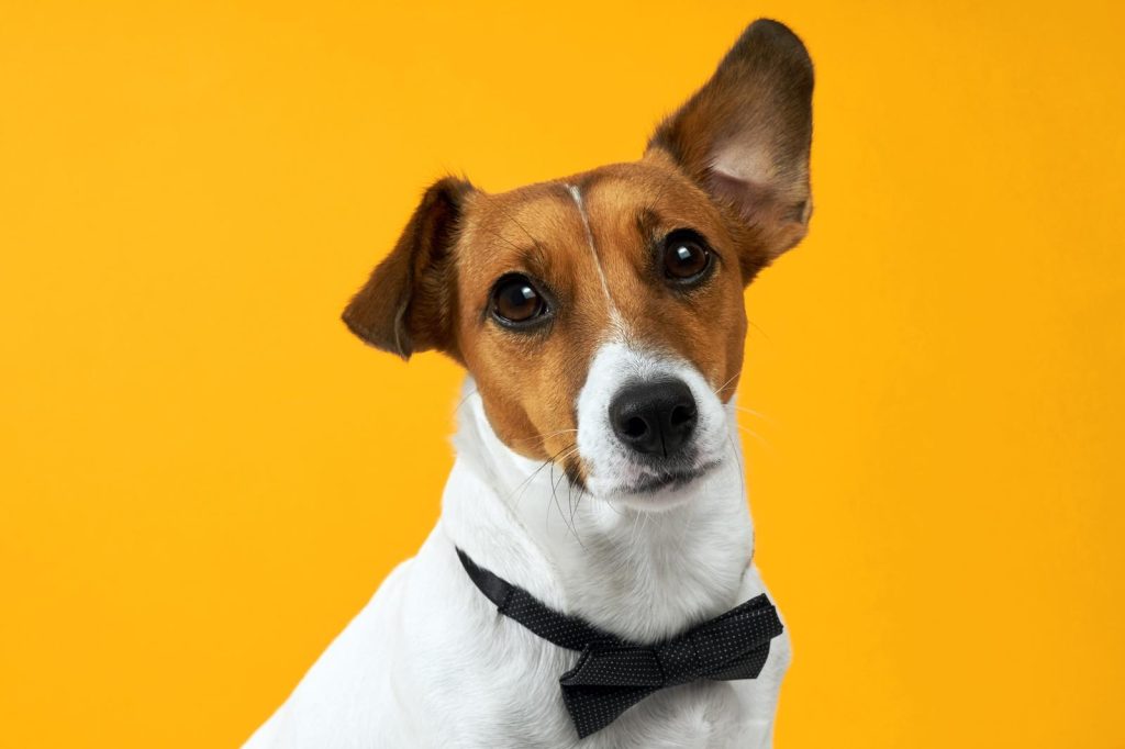 Come togliere la resina dal pelo del cane